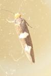 Incurvaria masculella