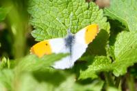 Anthocharis cardamines