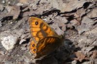 Lasiommata megera