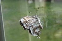 Cacyreus marshalli