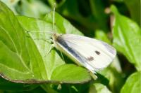 Pieris rapae
