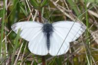 Pieris napi