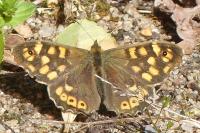 Pararge aegeria