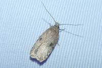 Agonopterix propinquella