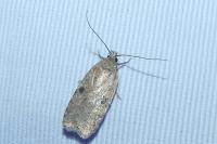 Agonopterix propinquella