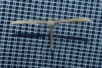 Emmelina argoteles/monodactyla