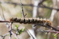 Lasiocampa quercus