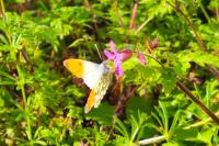Anthocharis cardamines