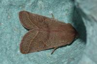 Orthosia cerasi