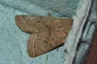 Orthosia cerasi