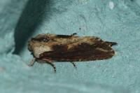 Egira conspicillaris