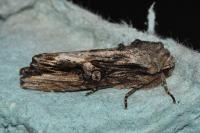 Egira conspicillaris