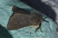 Diaphora mendica