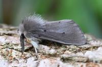 Diaphora mendica