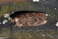 Depressaria albipunctella