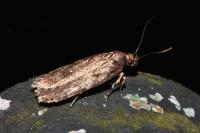 Depressaria albipunctella