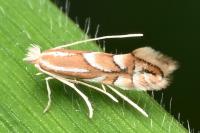 Phyllonorycter