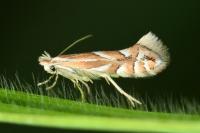 Phyllonorycter