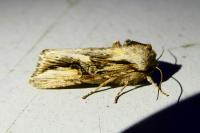 Egira conspicillaris