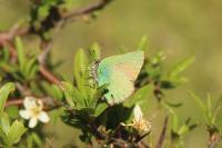Callophrys rubi