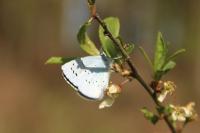 Celastrina argiolus