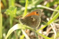 Coenonympha pamphilus