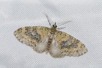Acasis viretata