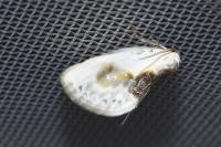 Cilix glaucata