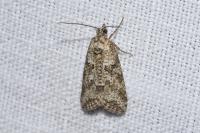 Cnephasia cupressivorana