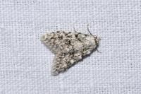 Nola cicatricalis