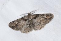 Cleora cinctaria