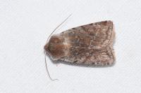 Cerastis rubricosa