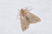 Anorthoa munda