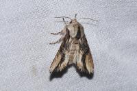Egira conspicillaris