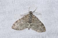 Lobophora halterata