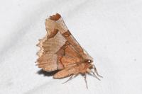 Selenia tetralunaria
