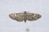 Eupithecia dodoneata
