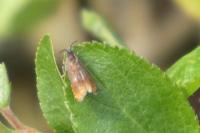 Pammene rhediella