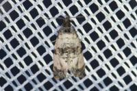 Cochylis atricapitana