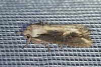 Egira conspicillaris