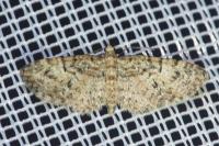 Eupithecia abbreviata