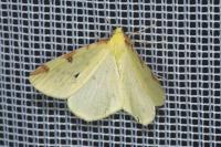 Opisthograptis luteolata