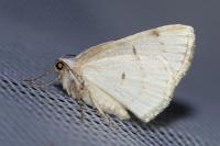 Lomographa bimaculata