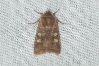 Cerastis leucographa