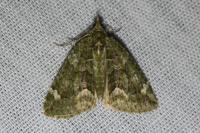 Chloroclysta siterata