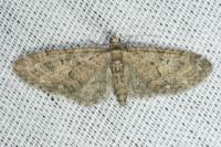 Eupithecia abbreviata