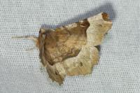 Selenia tetralunaria