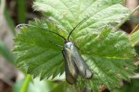 Adela reaumurella