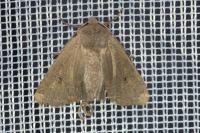 Conistra erythrocephala