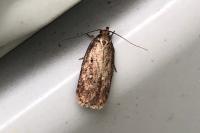 Depressaria